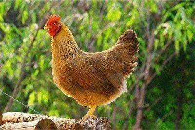 为什么鸡会下蛋又会打鸣呢？