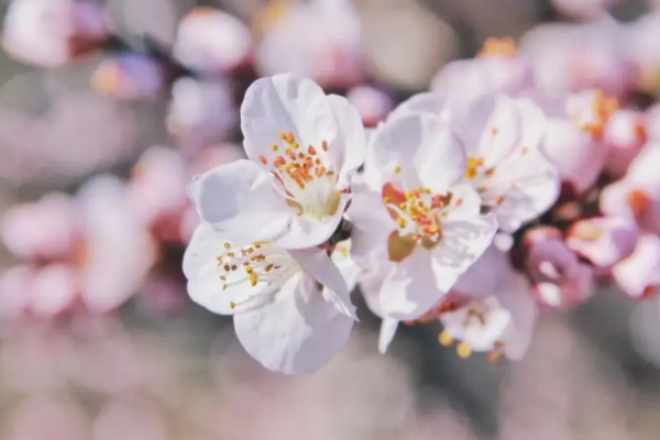 十里春风不如你下一句