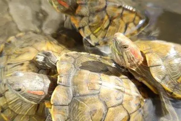 家里养龟十大禁忌