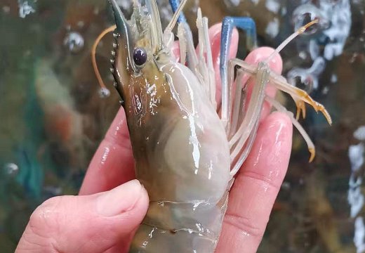 吃罗氏虾的最佳季节