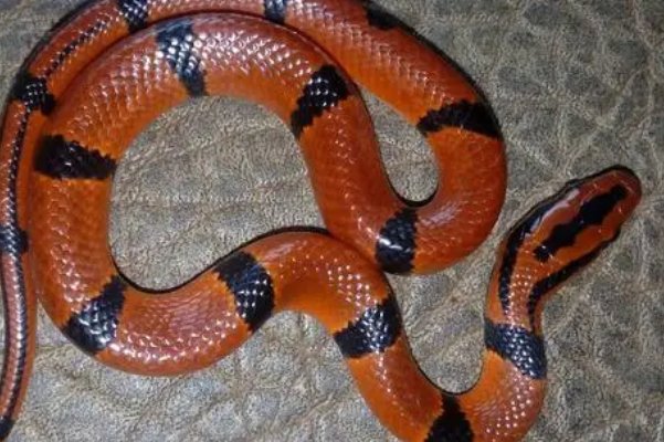 闷声不响猜一个生肖动物