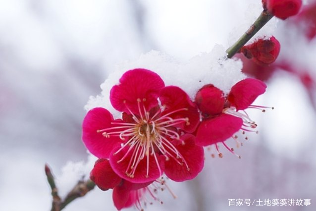 王冕为何画墨梅？