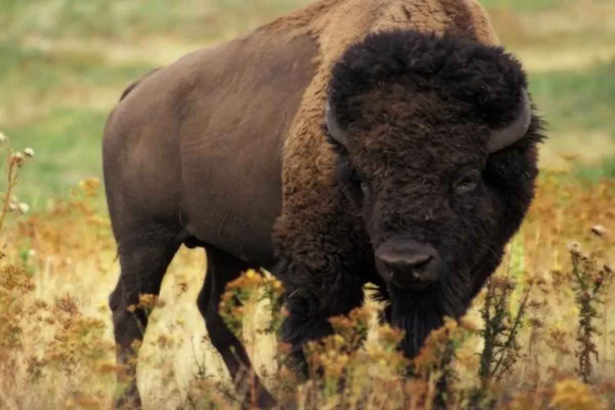 全局在胸指什么生肖