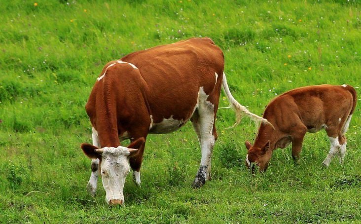 人与畜禽共性关系的重要性