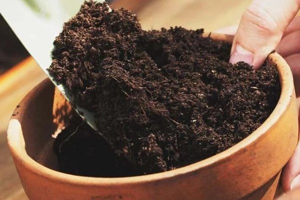 花盆里有小飞虫怎么办