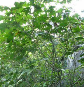 赵秋航的个人履历