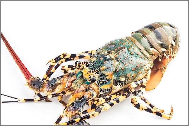 最贵龙虾十大排名