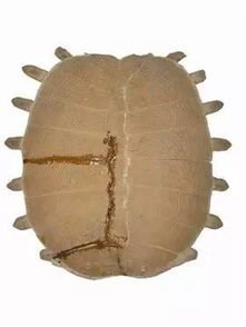 六朝鼋甲是什么