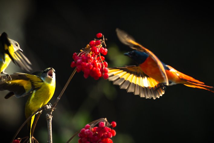 百鸟鸣春的来源与历史