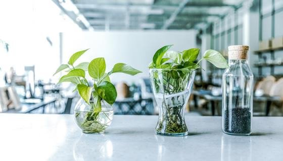 万年青有毒吗 可以室内养吗