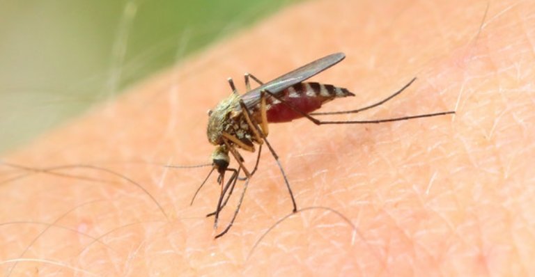 sneaky是什么意思