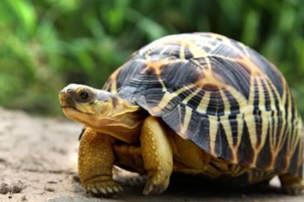 家里养龟十大禁忌