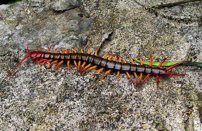 据说蜈蚣是蛇的天敌，为什么？