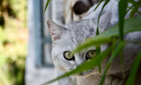 sneaky是什么意思