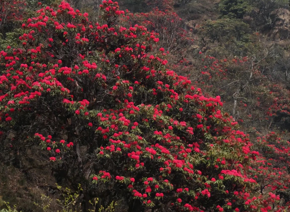 杜鹃和映山红有什么区别
