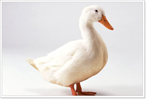 鸭子头马身蝴蝶翅膀是什么意思