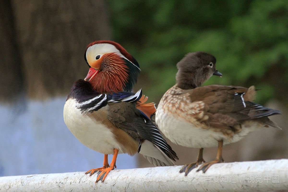 只羡鸳鸯不羡仙的上一句？