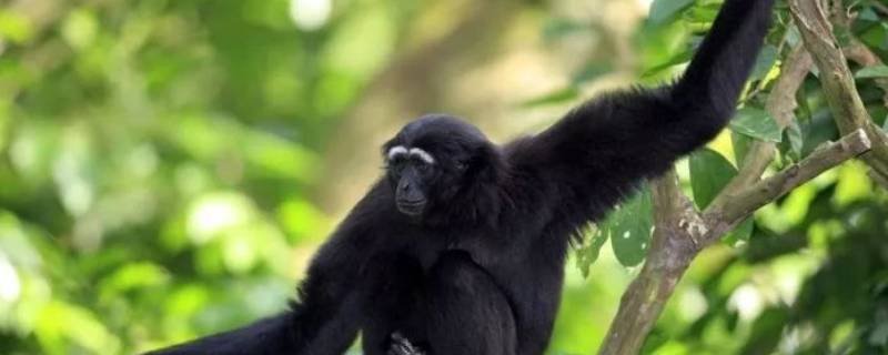 现代类人猿包括哪些