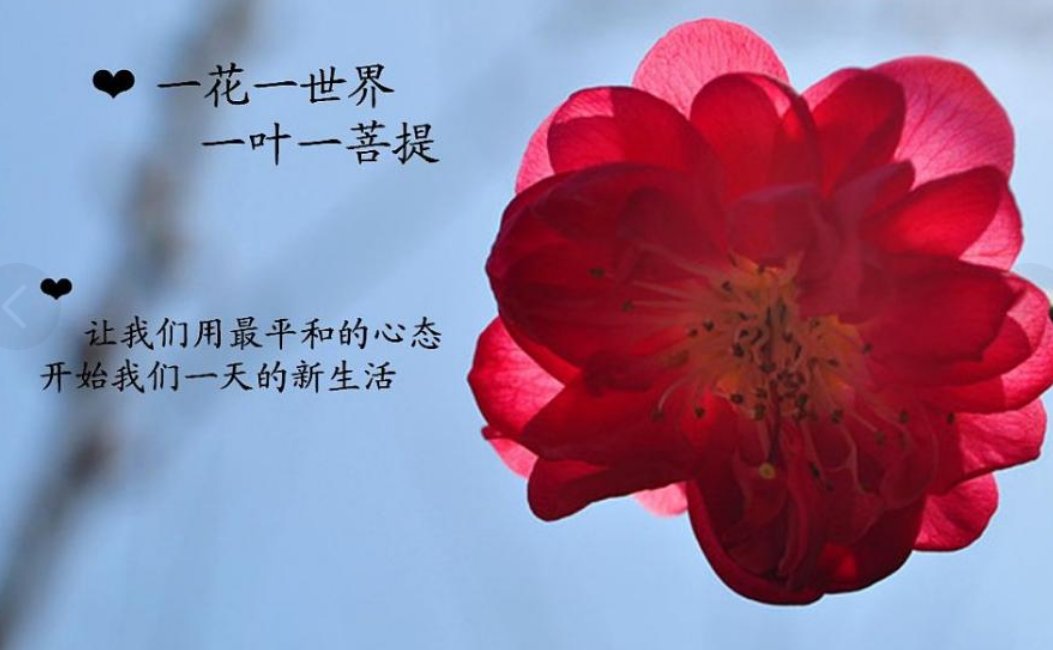 一花一世界，一叶一菩提的全诗和解释