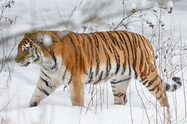 名列前茅指什么生肖