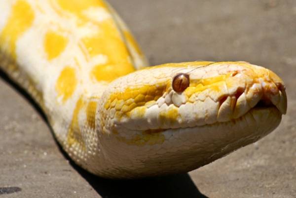 黄金蟒不允许私人饲养，倘若女子真的饲养了，那她会遭到什么惩罚？