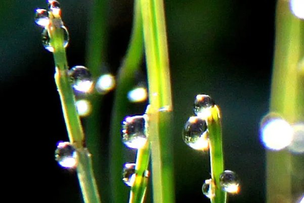 晨露是什么意思