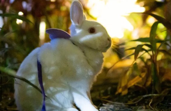 茁壮成长什么生肖正确