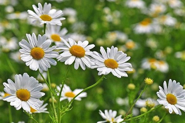 女孩子的小雏菊是什么
