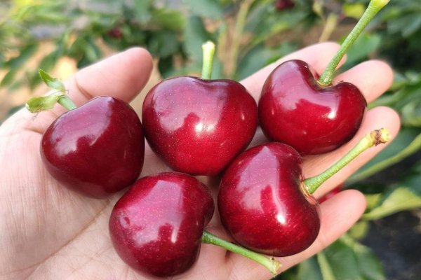 车厘子品种排名前十