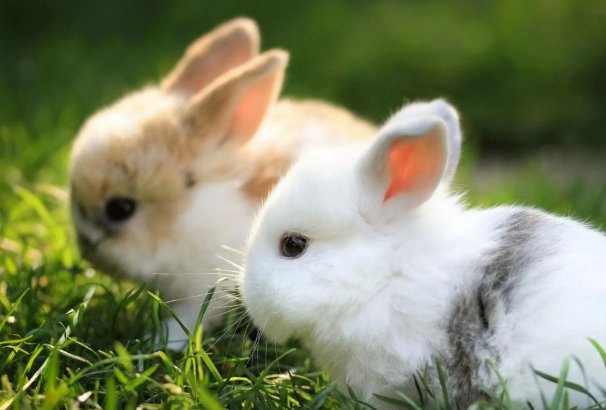 擦亮眼睛打一正确生肖