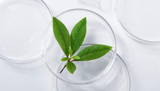 万年青有毒吗 可以室内养吗