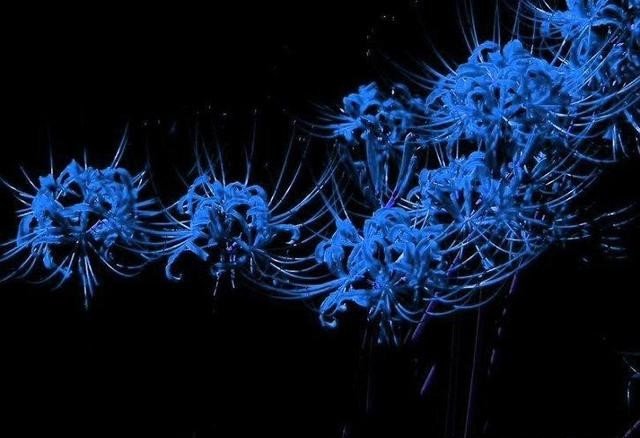 彼岸花红，白，蓝，各代表什么花语？