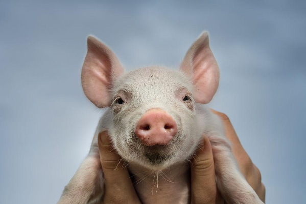 春风桃李又开花是指什么生肖