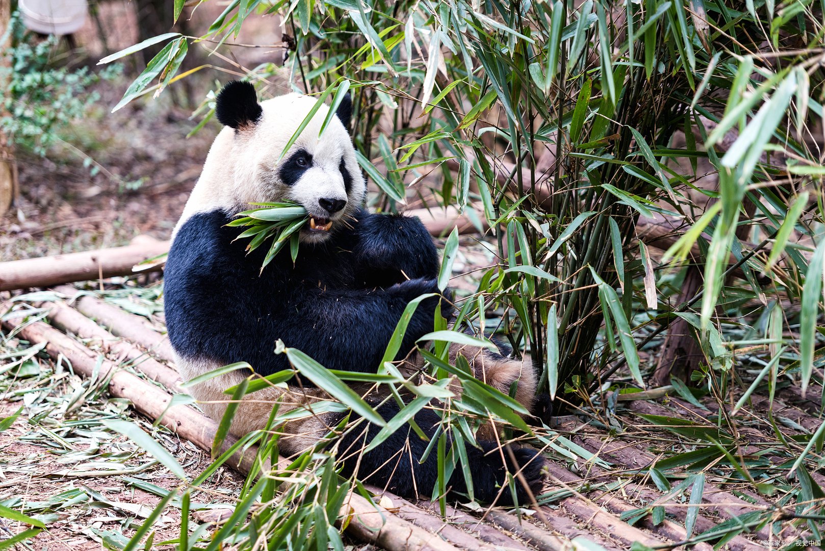 四川、秦岭都有野生大熊猫，会出现被人偷运国外的情况吗？