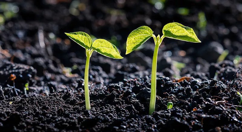 黑土，红土，黄土各有啥区别