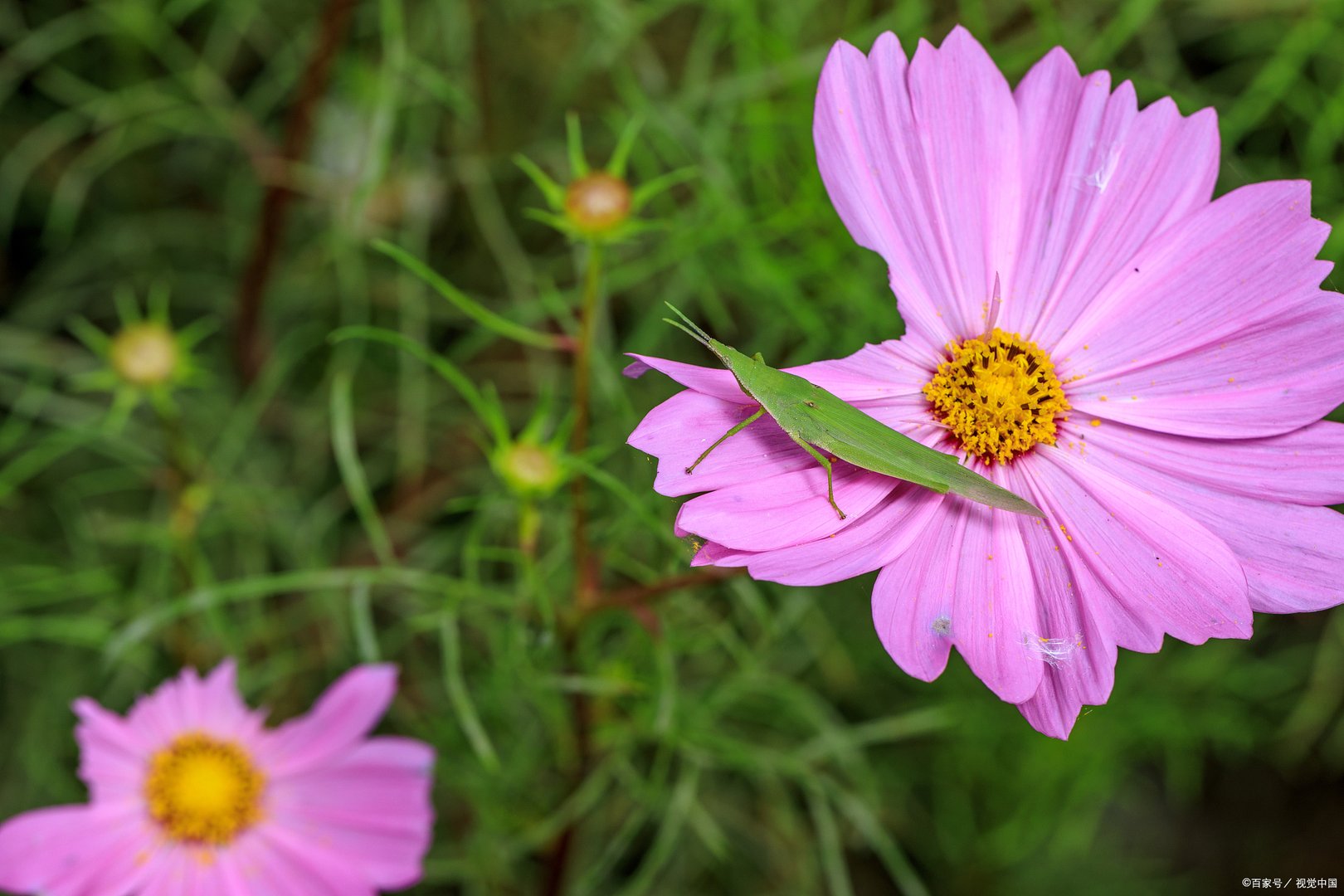 血色浪漫电视剧全集剧情介绍