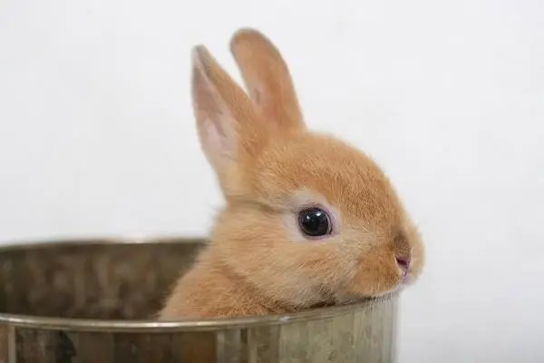 左家娇女打最准确一个生肖