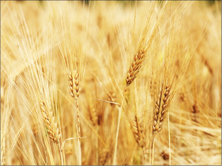 金黄金黄的什么