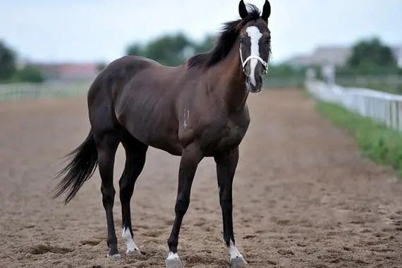 屺然挺立打一生肖