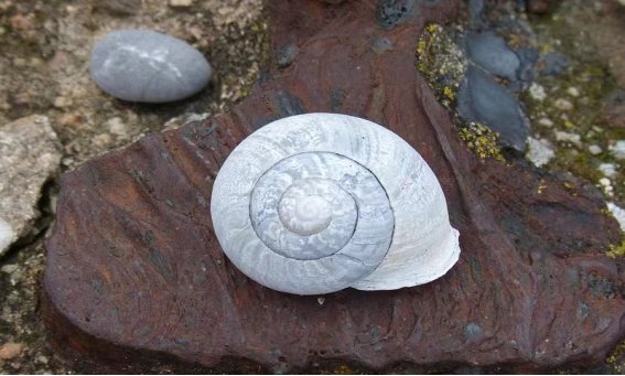 蜗壳是什么意思