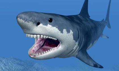 鲨鱼死了为什么叫鲨掉?