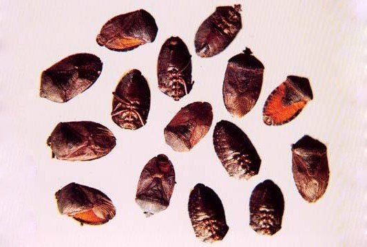 怪哉虫是什么？