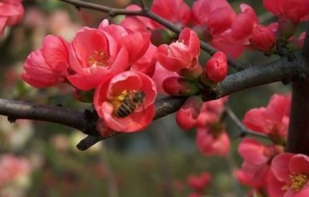 红梅正报万家春的下一句是？