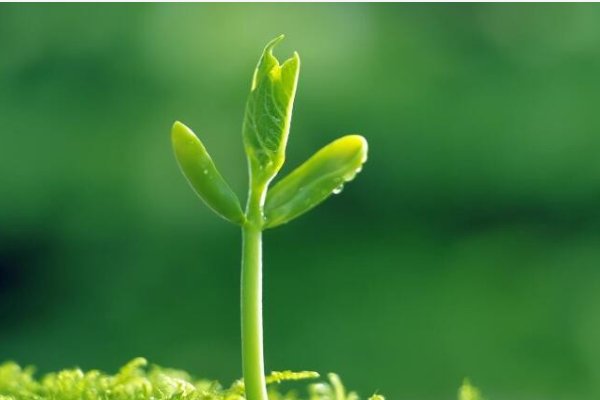 风生的意思是什么