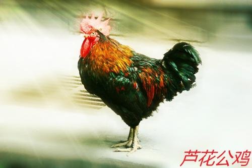 花团锦簇是指什么生肖啊急急急