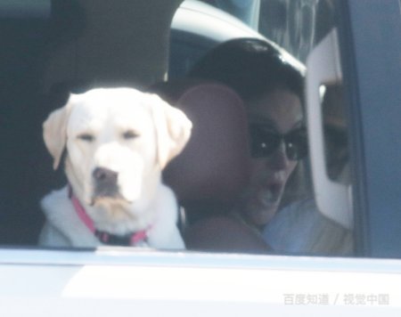 我真的谢是什么意思