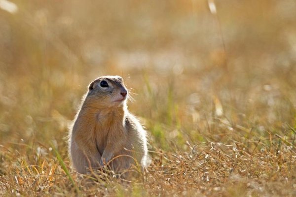 静关其变是什么生肖