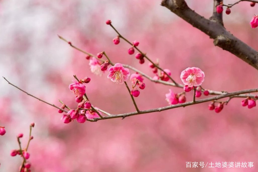 王冕为何画墨梅？