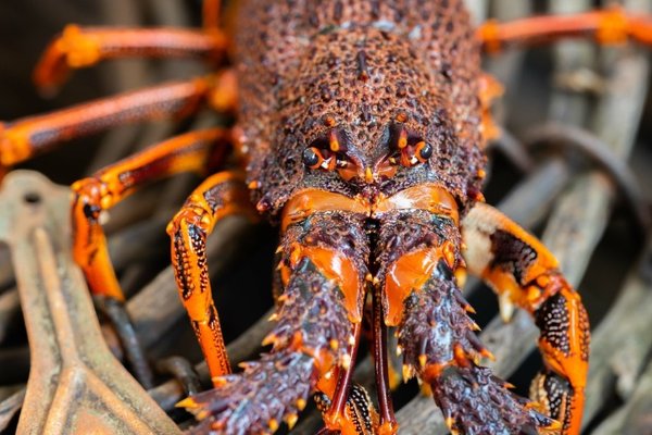 最贵龙虾十大排名