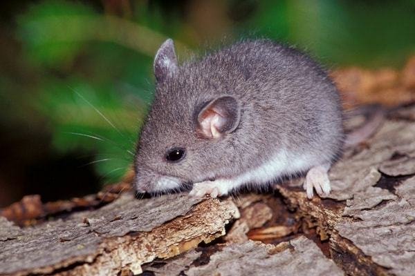 粗莱淡饭代表什么生肖